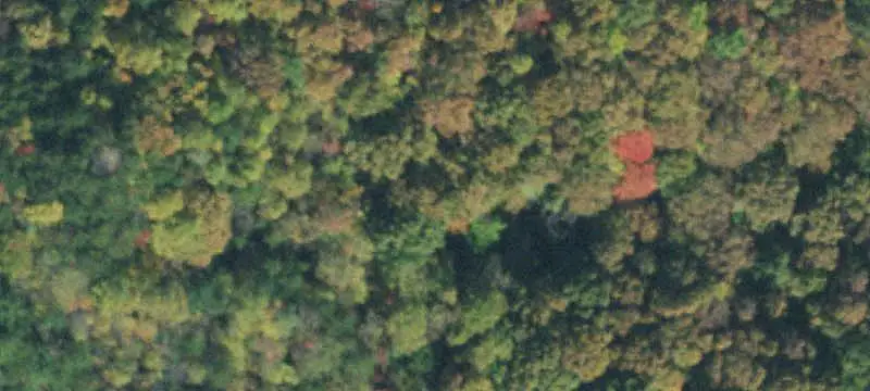 Unrestricted Timbered Land