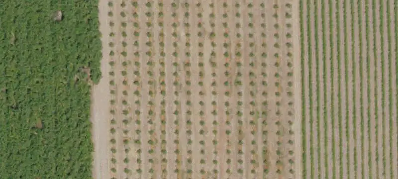 Established Almond Farm