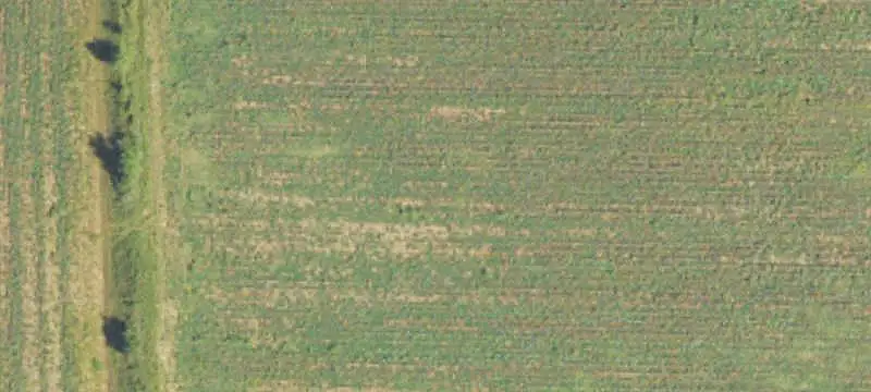 Agricultural Cropland