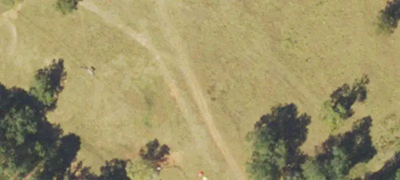 Cattle Farm with Pine Forest