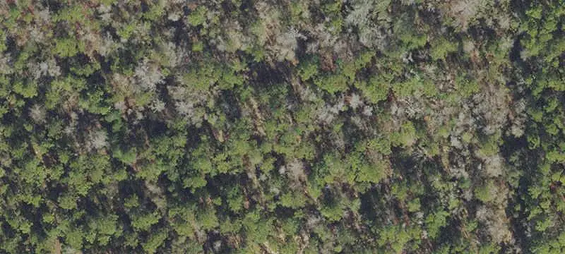 Wooded Agricultural Land