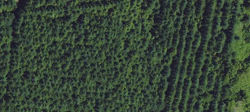 Cleared Timber Conservation Land