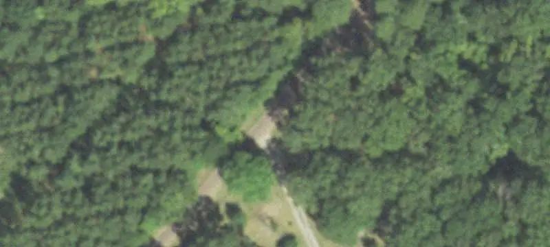 Established Pine Tree Farm