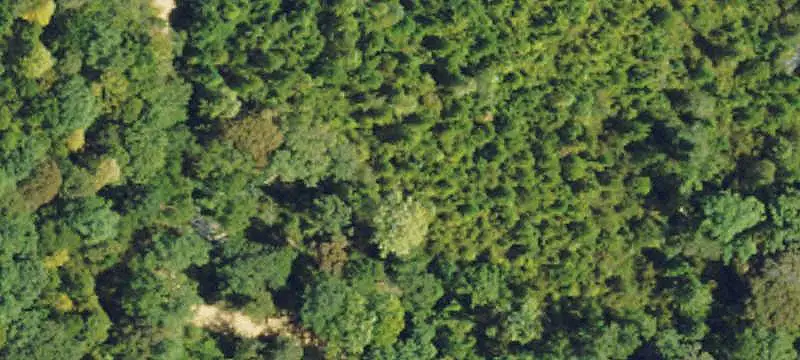 Wooded Hunting Land