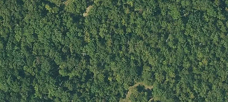 Wooded Land Parcel