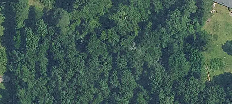 Forested Land Parcel