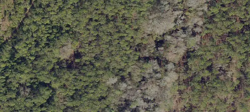Wooded Agricultural Land