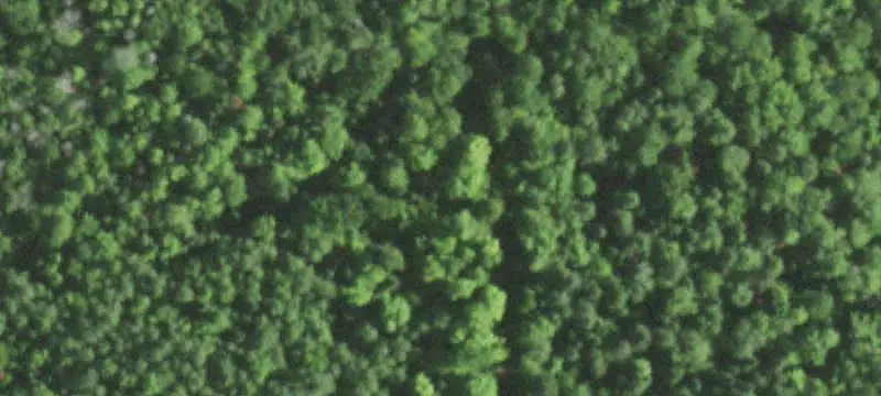 Wooded Hunting Land