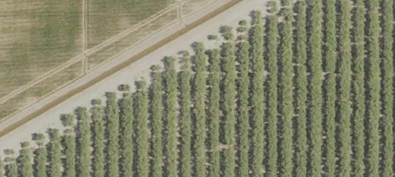 Almond Orchard with Dwelling