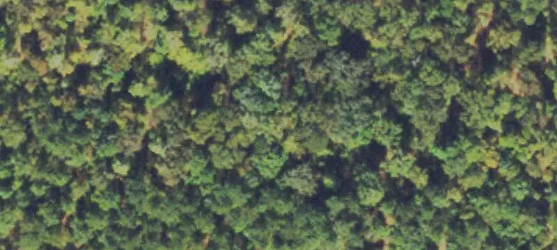 Wooded Hunting Land