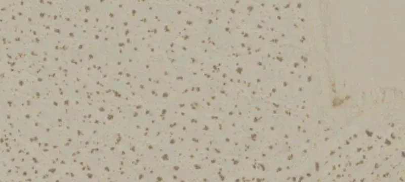 Desert Land Parcel