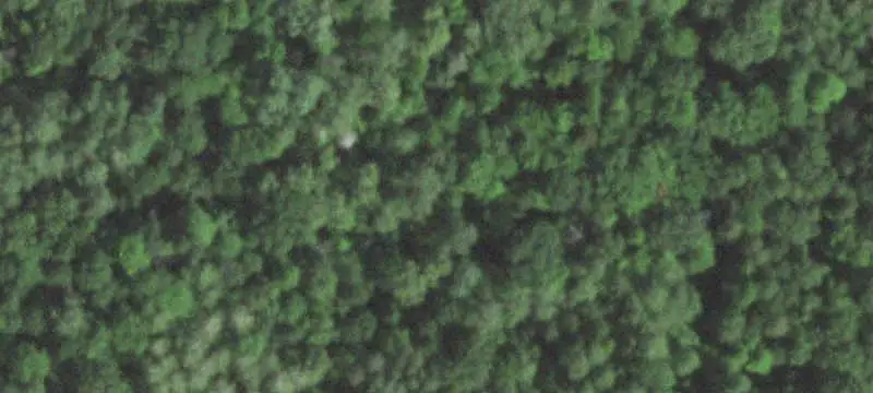 Wooded Hunting Land