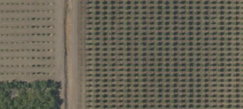 Almond and Walnut Farm