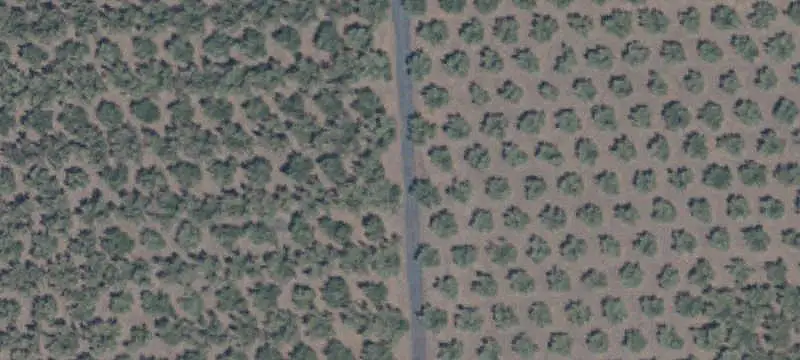 Historic Olive Orchard Farm