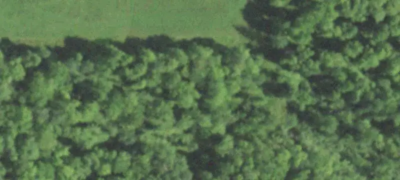Timbered Hunting Tract with Access Trail