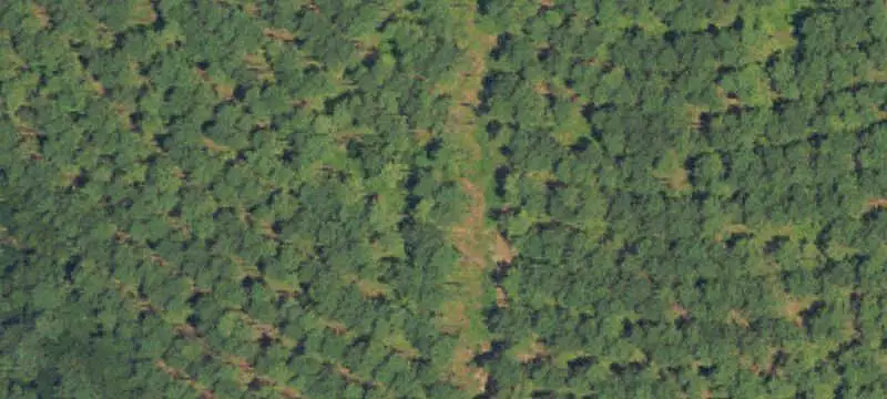 Timber Hunting Land