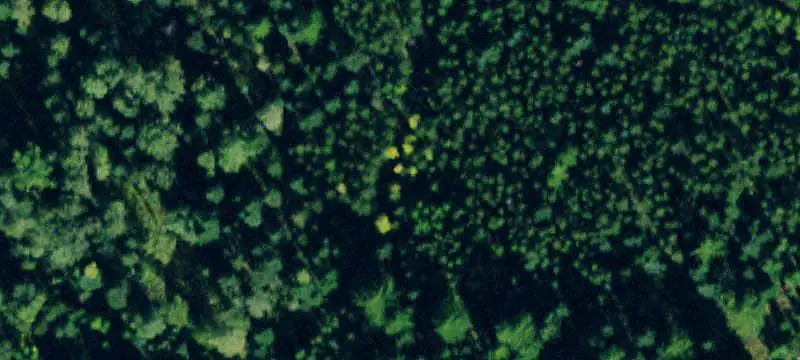 Forested Land with Camping Use