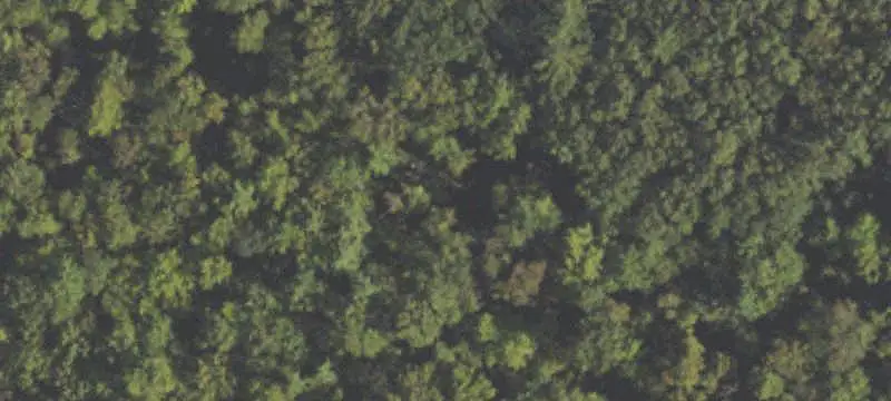 Wooded Hunting Land