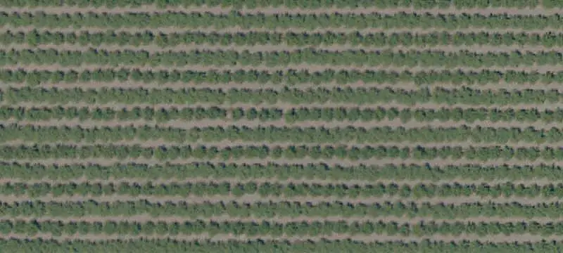 Almond Farm With Water Resources
