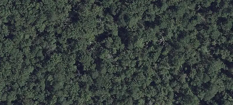 Managed Forest Hunting Land