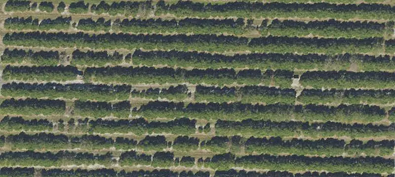 Producing Orange Grove