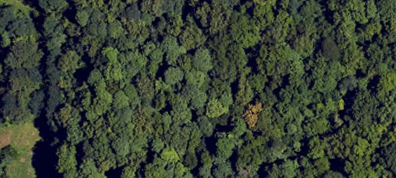 Wooded Hunting Land