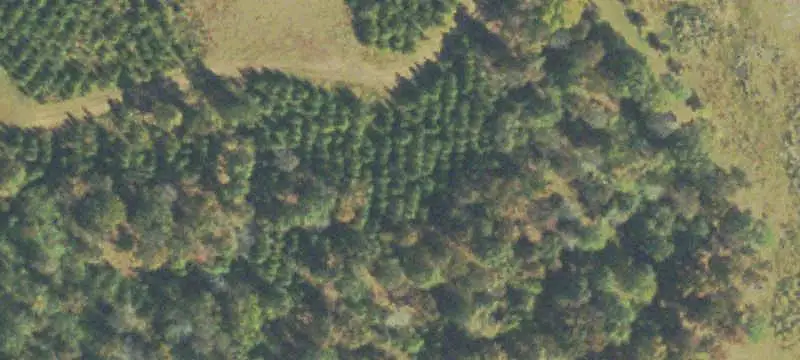 Managed Timber Hunting Land