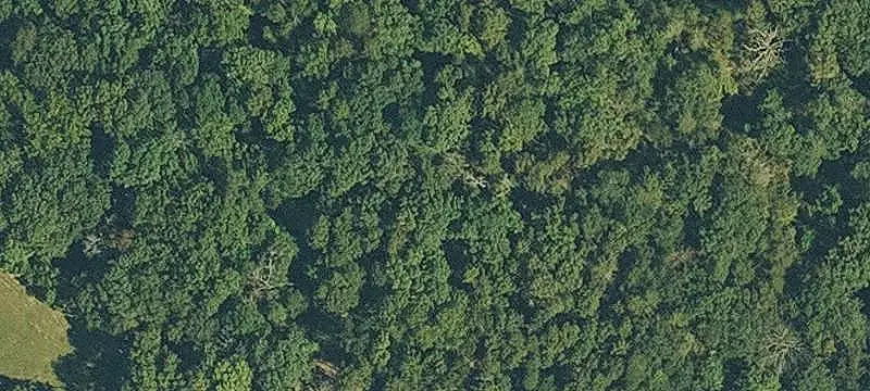 Wooded Hunting Land with Creek