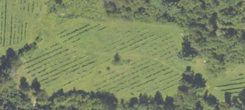Winery Vineyard Property