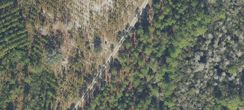 Planted Pine Agricultural Land