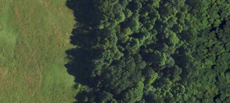 Wooded Land Tract