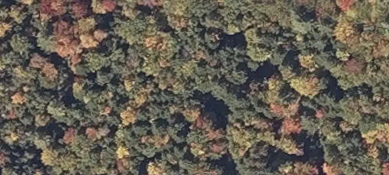 Waterfront Forest Land