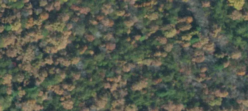 Wooded Hunting Land