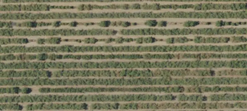 Almond Orchard Farm with Residence