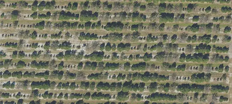 Producing Orange Grove Farm