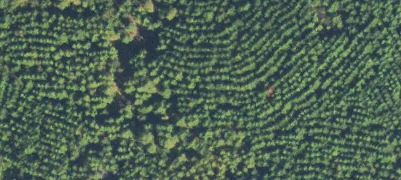 Wooded Agricultural Land