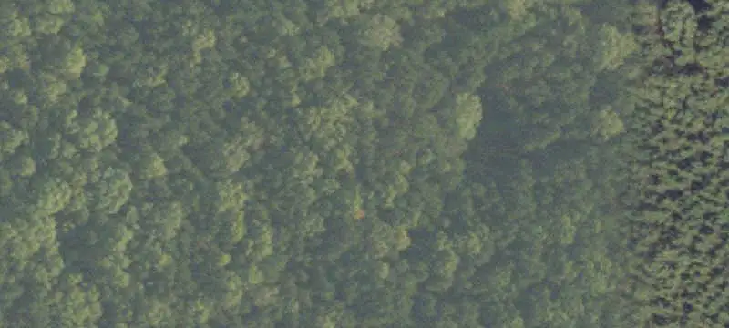 Wooded Hunting Land