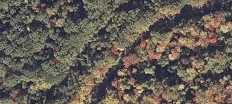 Private Hunting Woodland