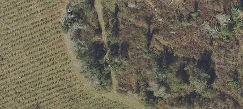 Unrestricted Land with Planted Pines