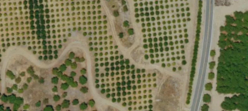 Agricultural Farm with Avocados