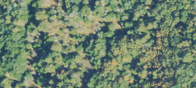 Hunting Land with Trail Access