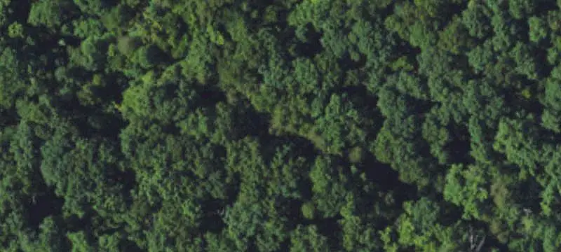 Wooded Hunting Land