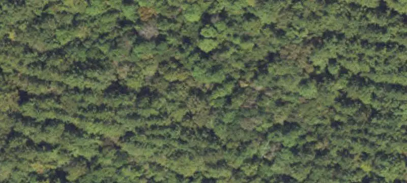 Hunting Land with Pine Timber