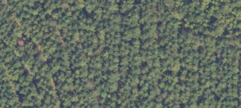 Wooded Land Tract