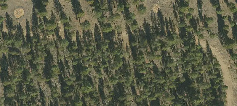 Timbered Hunting Land