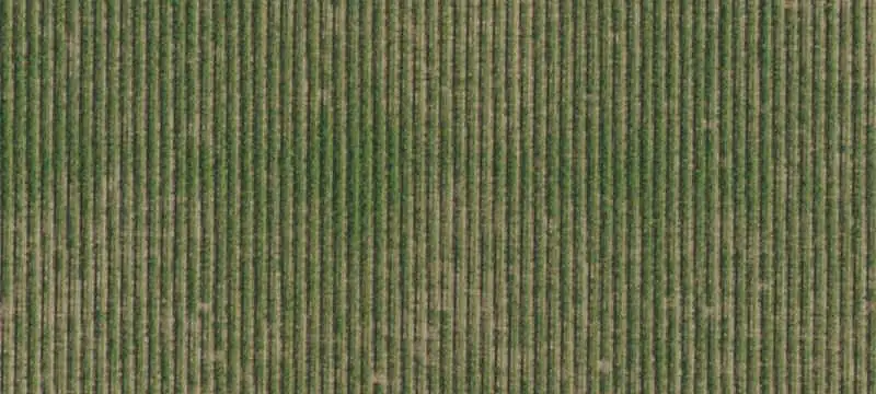 Established Zinfandel Vineyard