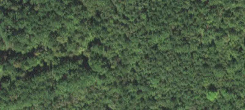 Wooded Land Tract