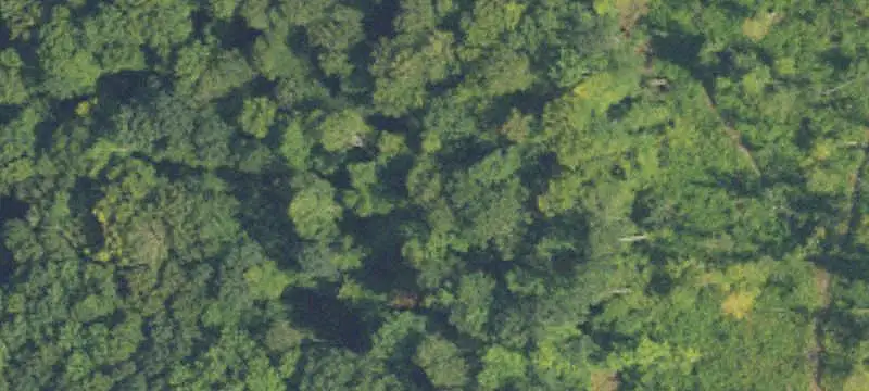 Wooded Hunting Land