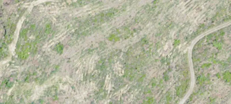 Planted Pine Agricultural Land