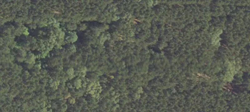 Pine Land with Trails